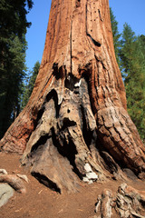 California / USA - August 23, 2015: A giant sequoia tree trunk detail in the forest of Sequoia National Park, California, USA