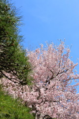 松と満開の桜