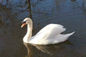 Naklejka premium Cygne