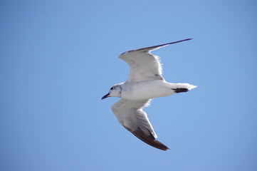 Sea birds during flying.