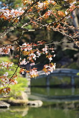 日本庭園の桜