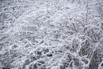 The interweaving of snowy branches in the park