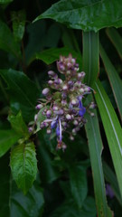 blurred bee on a flower