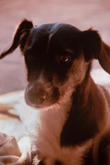 dog 2