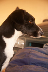 dog 2