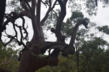 natura australiana