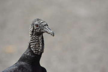 close up of a vulture
