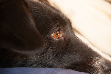 dog 2