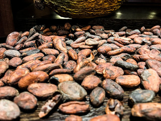 Granos de cacao en Ecuador