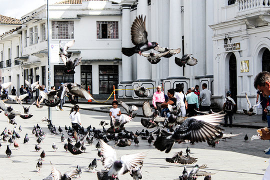 Vuelo de palomas en Popayan