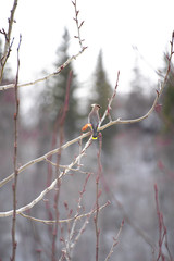 bird on branch 