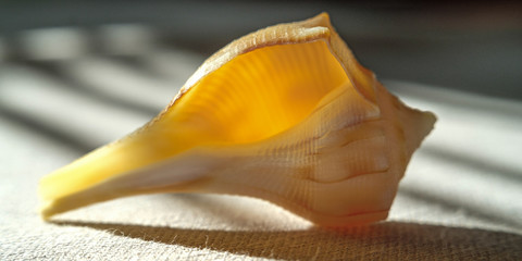 Shells and Starfish 6