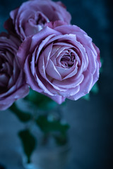 pink rose on blue background
