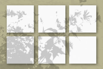 6 square sheets of white textured paper against a olive wall. Mockup overlay with the plant shadows. Natural light casts shadows from the tops of field plants and flowers. Flat lay, top view