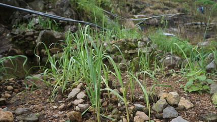 Obraz premium green grass in the forest