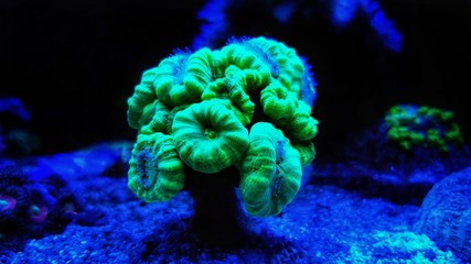 Candy cane LPS coral - Caulastrea sp.