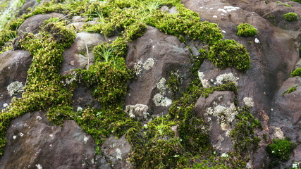 moss on the rocks