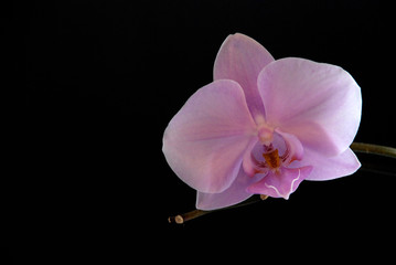 orchid on a black background