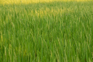rice field in thailand