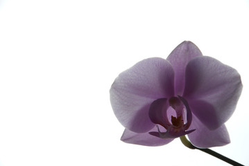 Fototapeta na wymiar orchid in white