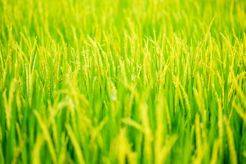 portrait of woman modern farmer in rice field agricultural production. and golden rice field background