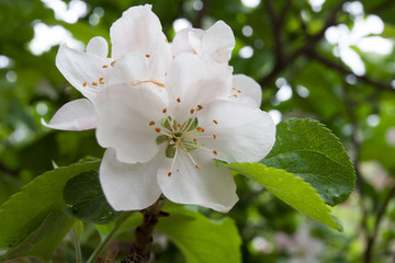 Closeup of a white apple blossom in nature
