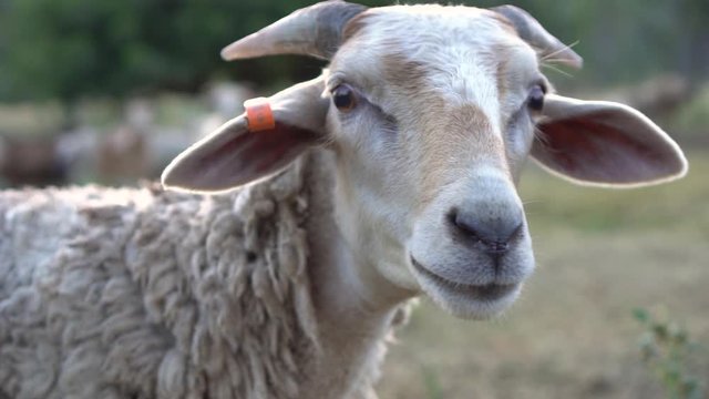 Close up of cute sheeps face, slow motion, soft light
