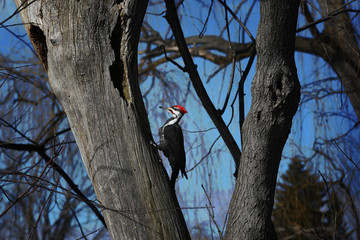 Pileated Woodpecker hooked to a trunk and digging for insects, with blue sky in the background