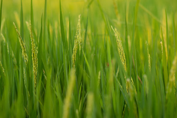 Fototapeta na wymiar woman using modern technologies in agriculture and agronomist farmer with digital tablet computer in rice field using apps and internet 