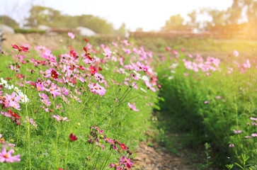 Obraz na płótnie Canvas Cosmos flower blooming in summer garden field with walkway. Rays of sunlight in nature