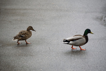 Two mallards - a duck and a drake walk on asphalt