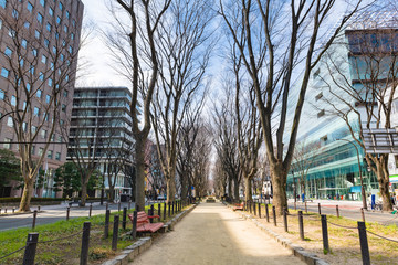 Fototapeta na wymiar 日本　中央分離帯歩道ビル街の落葉した早春のケヤキ並木