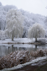 Weeping willows and other trees on the shore of the lake, which is framed by dry reeds. Snowy day