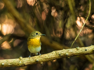 The Brown-cheeked Fulvetta (Alcippe poioicephala) is a small brown bird with an orange chest but no other distinctive markings.