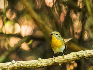 The Brown-cheeked Fulvetta (Alcippe poioicephala) is a small brown bird with an orange chest but no other distinctive markings.