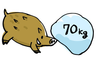 70キロのものを持ち上げるイノシシ