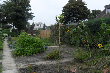 sunflower in a garden