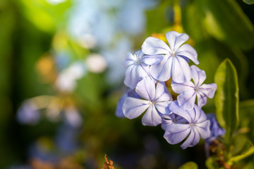 The background image of the colorful flowers