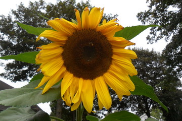 sunflower in the garden