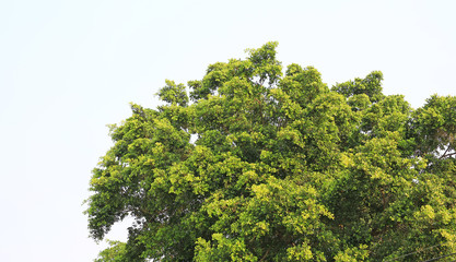 Tree branches against white sky background.