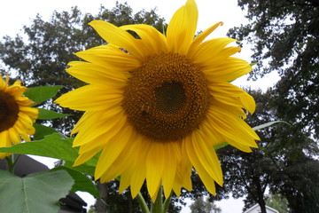 sunflower and bee