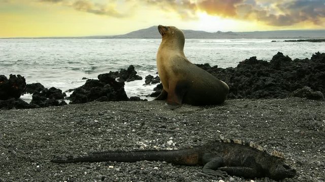 Foca e iguana en las islas Gal&aacute;pagos, Ecuador