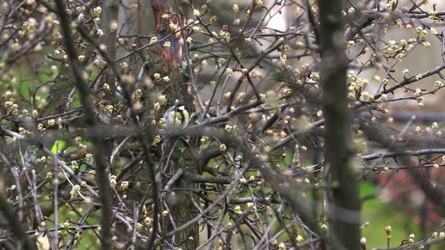 Great Tit (Parus major) on tree in spring - (4K)