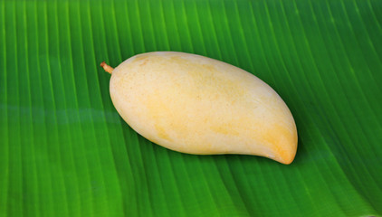 Golden mango fruit on fresh green banana leaf background. Ripe yellow Barracuda mango. Tropical...