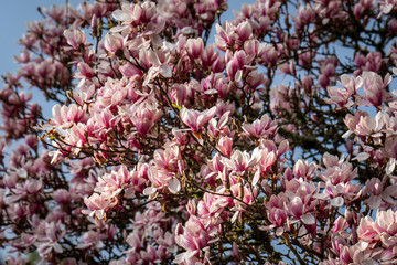 Closeup of magnolia tree in full bloom highlighted by a sunbeam on a dark stormy day
