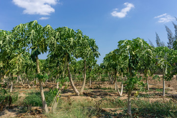 Fototapeta na wymiar Holland papaya garden with blue sky