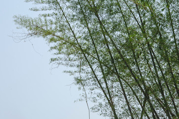 Bamboo trees with green leaves in summer