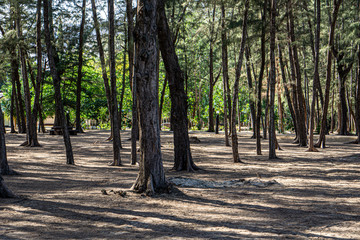 Pine forest on white sand with soft sunlight