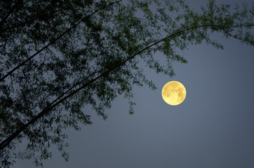 Beautiful full moon with bamboo trees