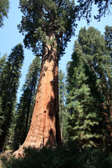 California / USA - August 23, 2015: A forest view of giant sequoia in Sequoia National Park, California, USA